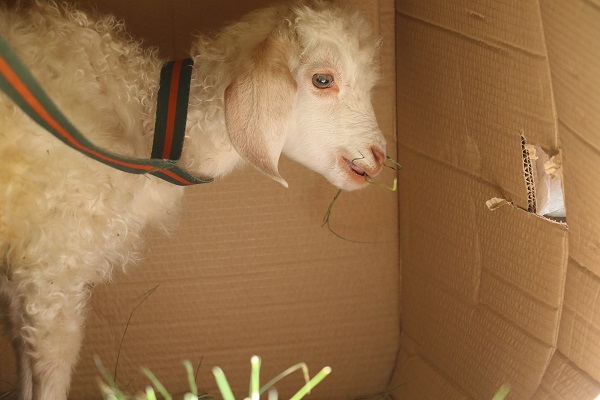 Foto - Medine Nine'nin can yoldaşı