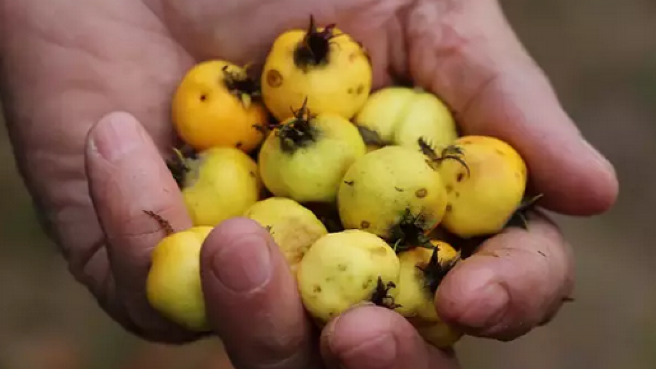 Foto - Meğer böyle tüketmek en doğrusuymuş: Herkes sirkesini yapıyor ama marmelatı daha faydalı! Neler oluyor dedirten şifa!