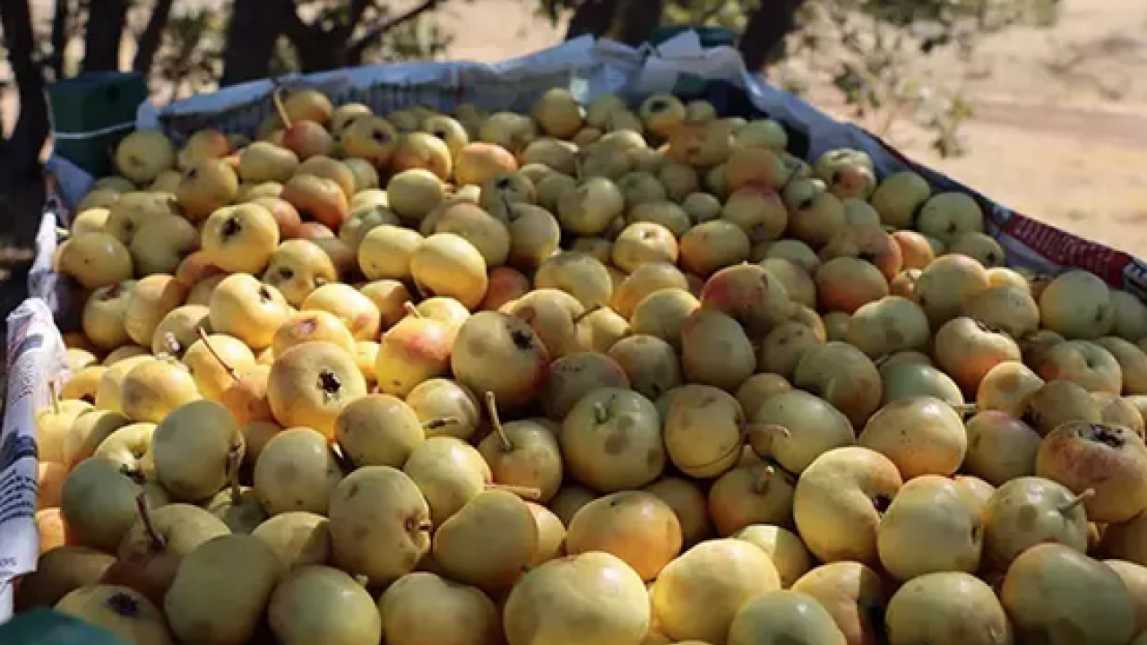 Foto - Meğer böyle tüketmek en doğrusuymuş: Herkes sirkesini yapıyor ama marmelatı daha faydalı! Neler oluyor dedirten şifa!