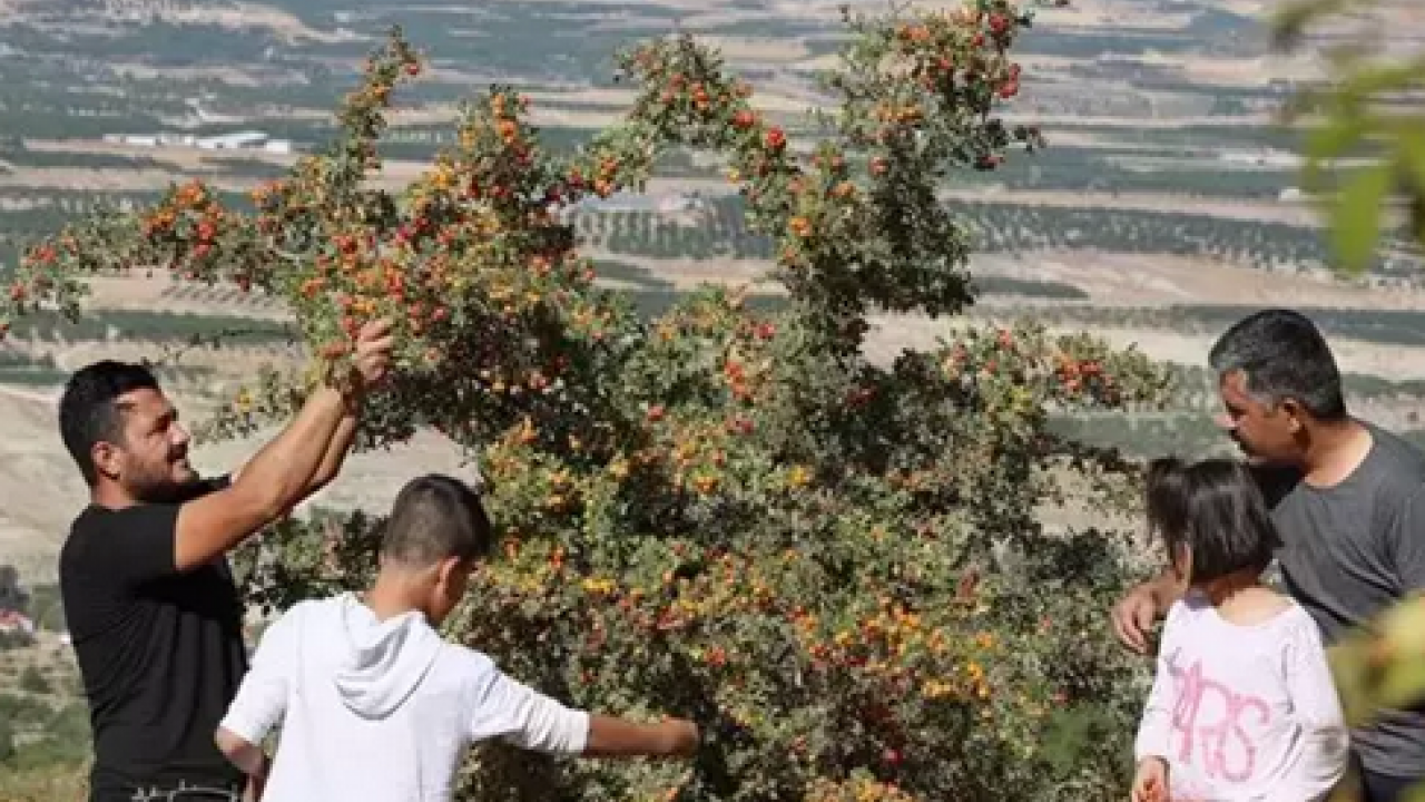 Foto - Meğer böyle tüketmek en doğrusuymuş: Herkes sirkesini yapıyor ama marmelatı daha faydalı! Neler oluyor dedirten şifa!