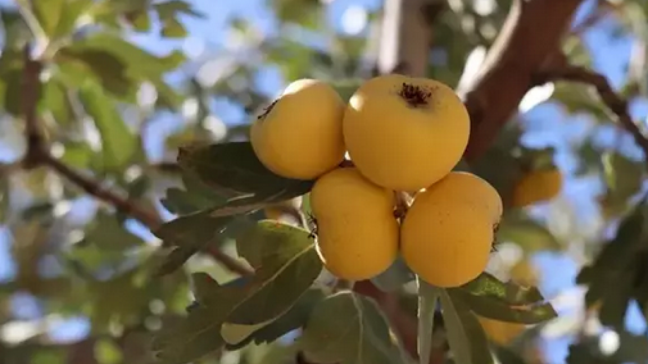 Foto - Meğer böyle tüketmek en doğrusuymuş: Herkes sirkesini yapıyor ama marmelatı daha faydalı! Neler oluyor dedirten şifa!