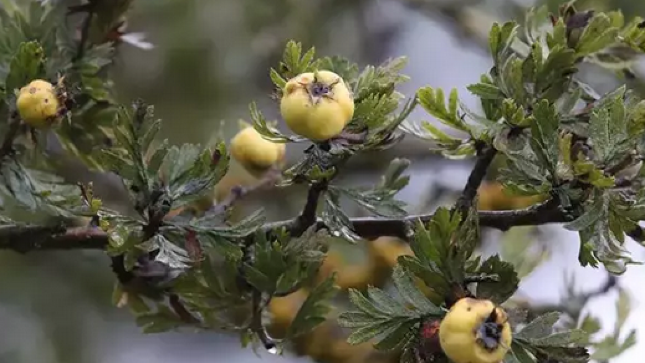 Foto - Meğer böyle tüketmek en doğrusuymuş: Herkes sirkesini yapıyor ama marmelatı daha faydalı! Neler oluyor dedirten şifa!
