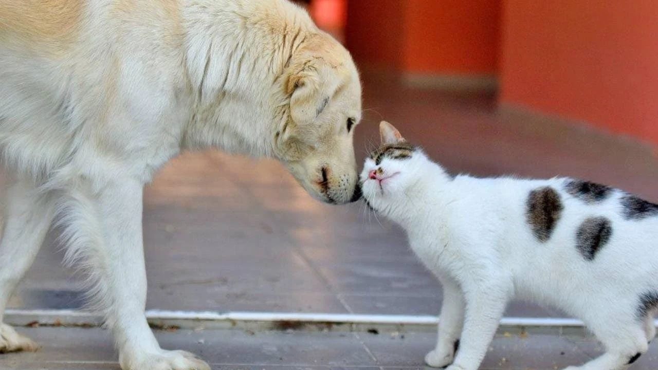 Foto - 4 Ekim Hayvanları Koruma Günü nedir? Meğer çok derin anlamı varmış...