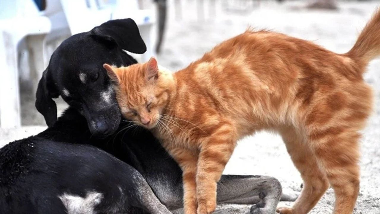 Foto - 4 Ekim Hayvanları Koruma Günü nedir? Meğer çok derin anlamı varmış...