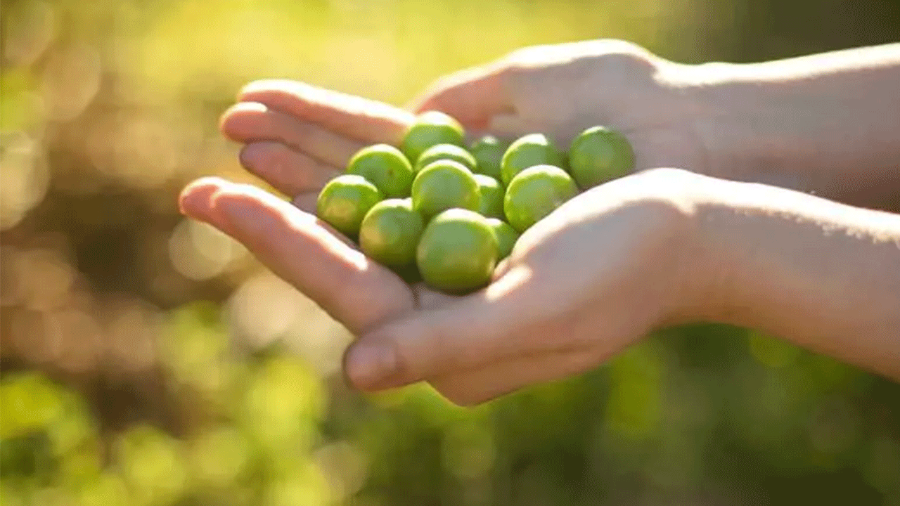Foto - Meğer yıllardır yanlış biliyormuşuz: Eriği bu şekilde yiyenler dikkat!