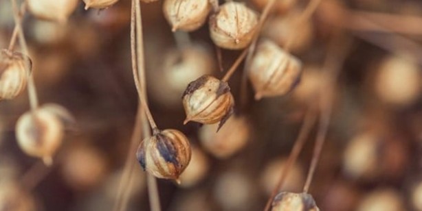 Foto - Meğerse natürel antidepresanmış! Bunu yaparsak öyle bir şifa ki duyan şok oldu! O olay tarif nasıl yapılır?