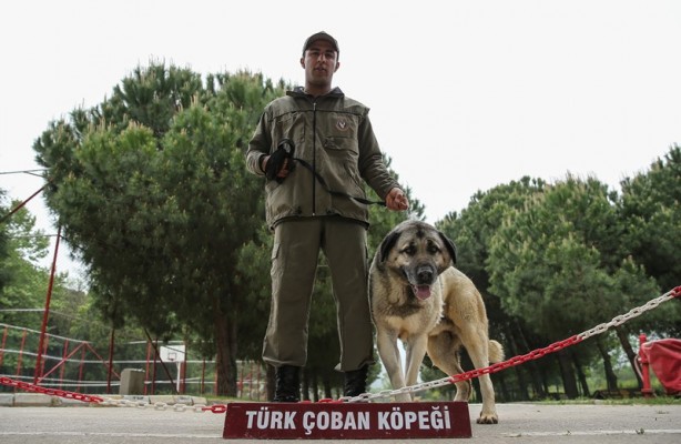 Foto - Mehmetçik'i hain tuzaklardan kurtardılar