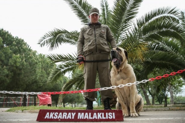 Foto - Mehmetçik'i hain tuzaklardan kurtardılar