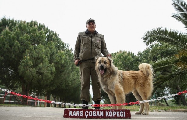Foto - Mehmetçik'i hain tuzaklardan kurtardılar