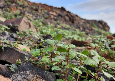 Foto - Mekke'deki dağların yeşile bürünmesi Kıyamet alameti mi? O hadis akıllara geldi... Bilim insanlarından şok açıklama