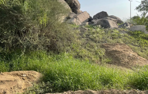 Foto - Mekke'deki dağların yeşile bürünmesi Kıyamet alameti mi? O hadis akıllara geldi... Bilim insanlarından şok açıklama