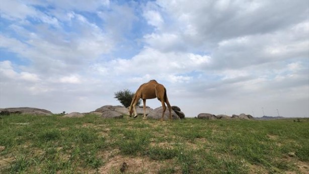 Foto - Mekke'deki dağların yeşile bürünmesi Kıyamet alameti mi? O hadis akıllara geldi... Bilim insanlarından şok açıklama