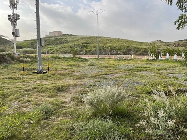 Foto - Mekke'deki dağların yeşile bürünmesi Kıyamet alameti mi? O hadis akıllara geldi... Bilim insanlarından şok açıklama