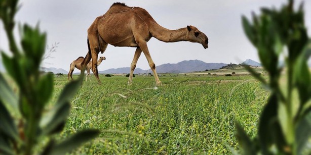 Foto - Mekke'deki dağların yeşile bürünmesi Kıyamet alameti mi? O hadis akıllara geldi... Bilim insanlarından şok açıklama