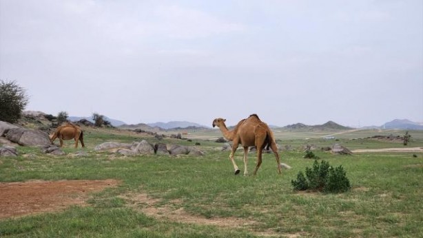 Foto - Mekke'deki dağların yeşile bürünmesi Kıyamet alameti mi? O hadis akıllara geldi... Bilim insanlarından şok açıklama