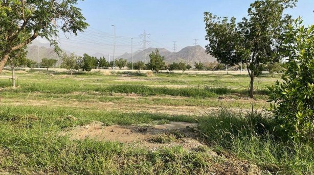 Foto - Mekke'deki dağların yeşile bürünmesi Kıyamet alameti mi? O hadis akıllara geldi... Bilim insanlarından şok açıklama