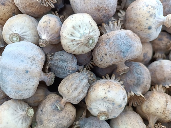 Foto - Memleketlerinden çok uzakta 460 TL'ye yevmiye