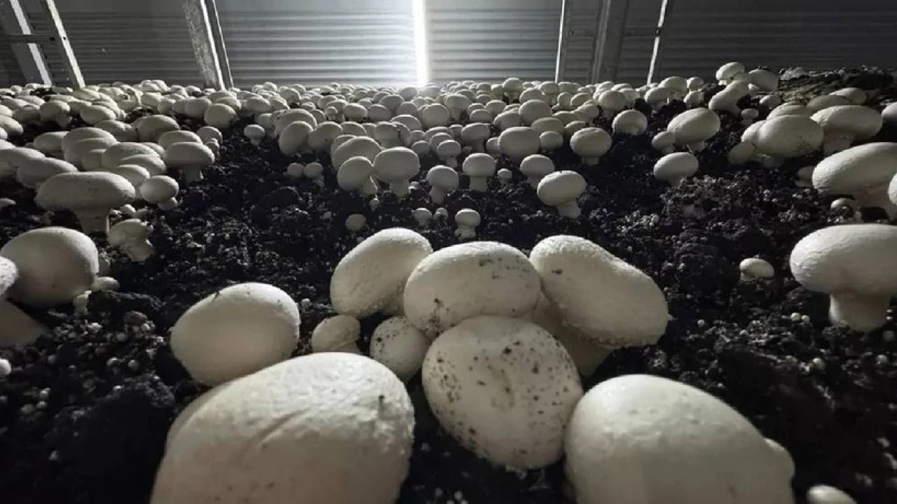 Memurluğu bırakıp hibe ile zengin oldu! Kendi elektriğini bile üretiyor