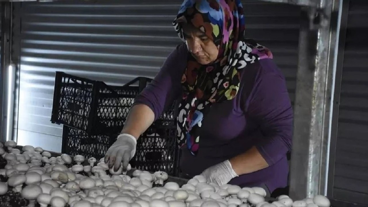 Foto - Memurluğu bırakıp hibe ile zengin oldu! Kendi elektriğini bile üretiyor