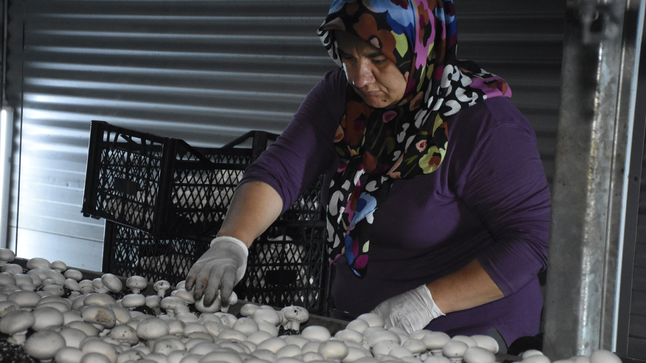 Foto - Memurluktan girişimciliğe! Devletten destek aldı ayda 15 ton mantar üretiyor