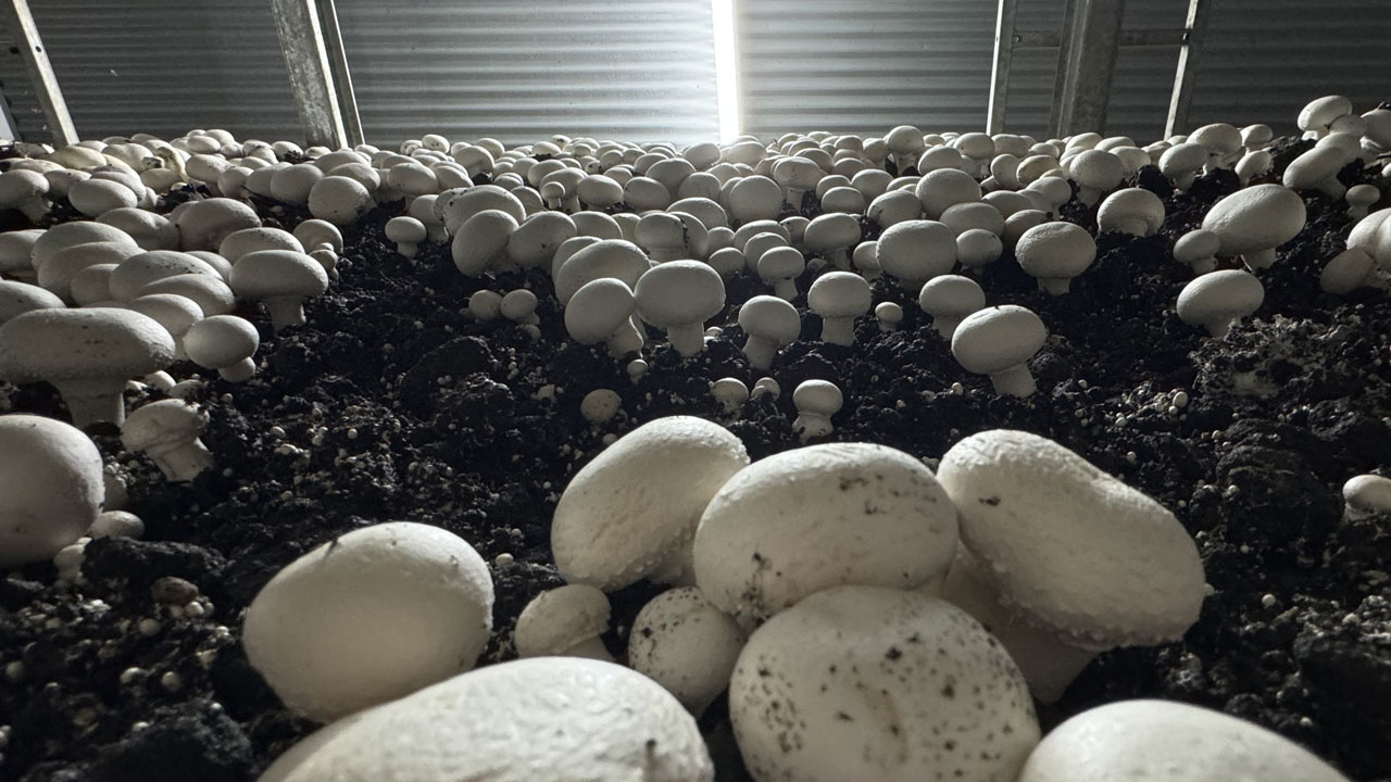 Foto - Memurluktan girişimciliğe! Devletten destek aldı ayda 15 ton mantar üretiyor