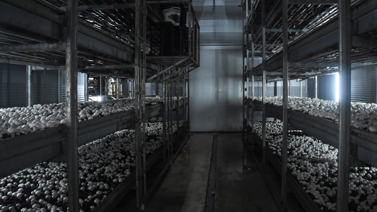 Foto - Memurluktan girişimciliğe! Devletten destek aldı ayda 15 ton mantar üretiyor