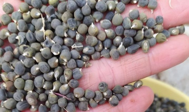 Foto - Menisküs yırtığını dikiyor! İşte mucize besin