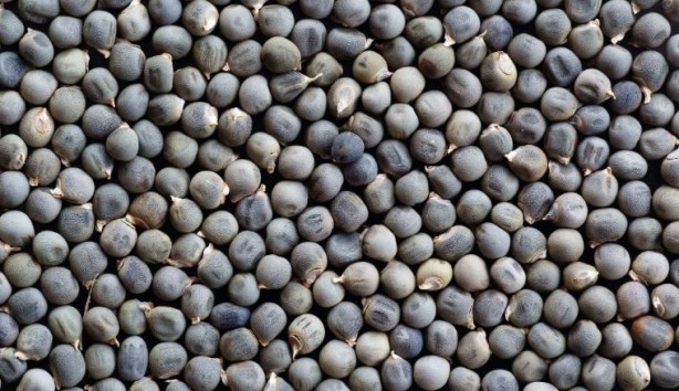 Foto - Menisküs yırtığını dikiyor! İşte mucize besin