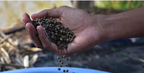 Foto - Menisküs yırtığını dikiyor! İşte mucize besin