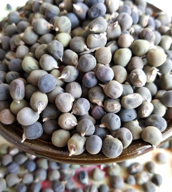 Foto - Menisküs yırtığını dikiyor! İşte mucize besin