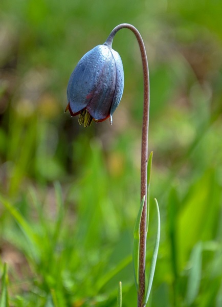Foto - Merakla bekleniyordu! Görsel şölen başladı