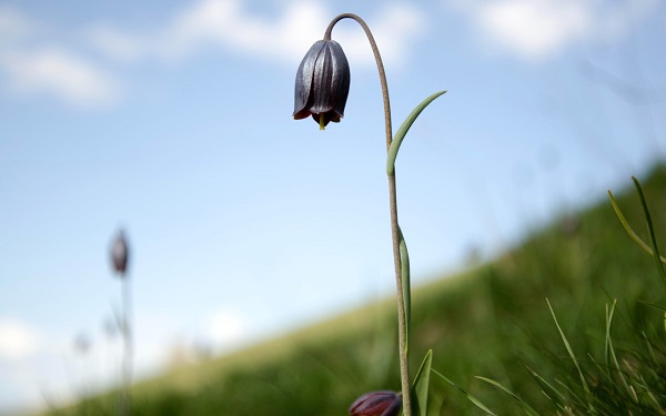 Foto - Merakla bekleniyordu! Görsel şölen başladı