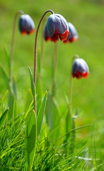 Foto - Merakla bekleniyordu! Görsel şölen başladı