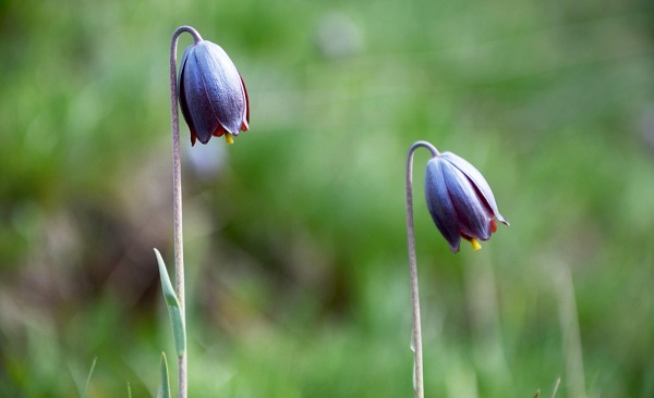 Foto - Merakla bekleniyordu! Görsel şölen başladı