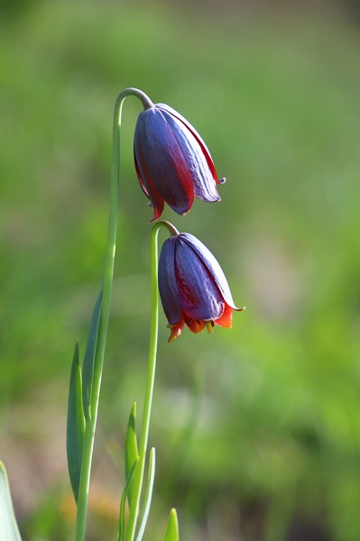 Foto - Merakla bekleniyordu! Görsel şölen başladı