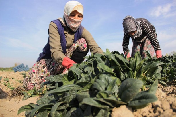 Foto - Meraklı bekleyiş! Yağmur yağmazsa fiyatı fırlayacak