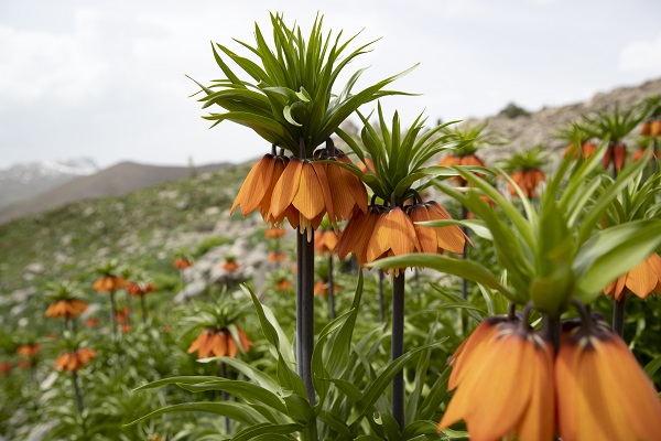 Foto - Mercan Dağları'nda ters lale manzarası