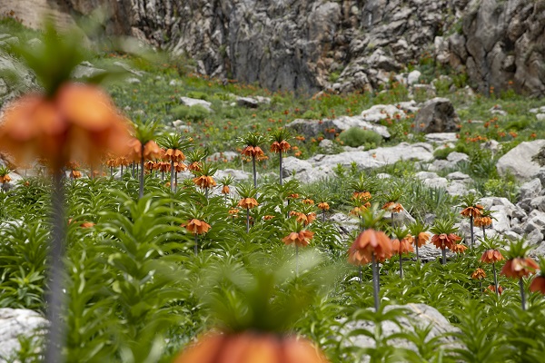 Foto - Mercan Dağları'nda ters lale manzarası