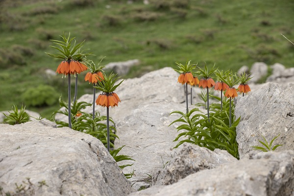 Foto - Mercan Dağları'nda ters lale manzarası