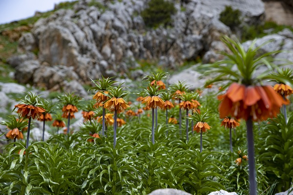Foto - Mercan Dağları'nda ters lale manzarası