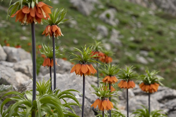 Foto - Mercan Dağları'nda ters lale manzarası