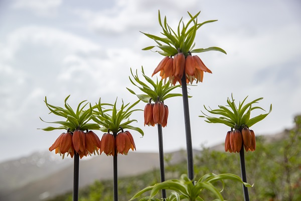 Foto - Mercan Dağları'nda ters lale manzarası