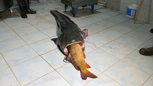 Foto - Meriç Nehri'nde 2 metre, 70 kilo yayın yakaladılar