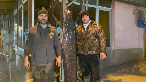 Foto - Meriç Nehri'nde 2 metre, 70 kilo yayın yakaladılar