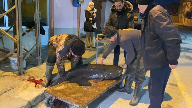 Foto - Meriç Nehri'nde 2 metre, 70 kilo yayın yakaladılar