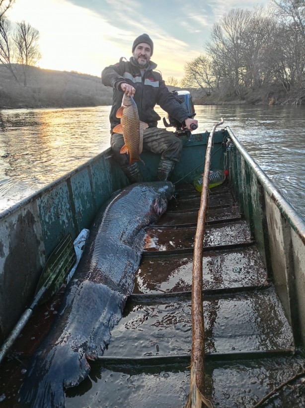 Foto - Meriç Nehri'nde 2 metre, 70 kilo yayın yakaladılar