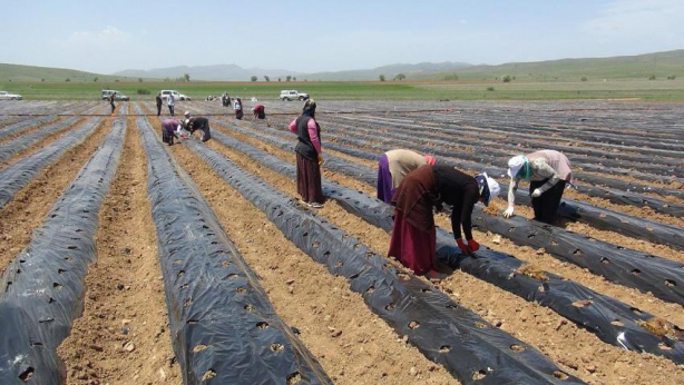 Foto - Merkezi haline geldi! 3 milyon lira kazanç hedefleniyor