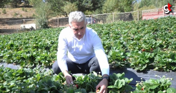 Foto - Merkezi haline geldi! 3 milyon lira kazanç hedefleniyor