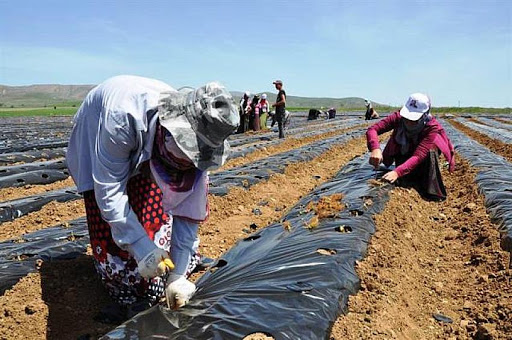 Foto - Merkezi haline geldi! 3 milyon lira kazanç hedefleniyor