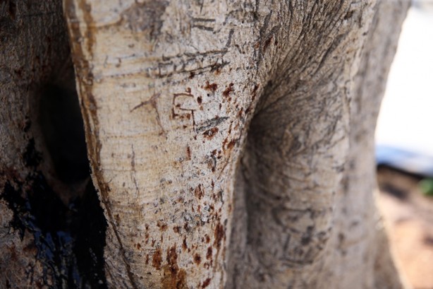 Foto - Mersin sahilinin simge ağacına matkapla zarar verildi! Yabancı madde enjekte etmişler